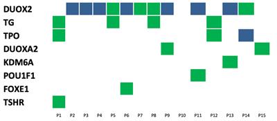 Analysis of Mutation Spectra of 28 Pathogenic Genes Associated With Congenital Hypothyroidism in the Chinese Han Population
